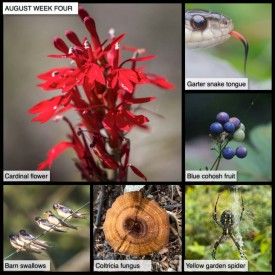 August Week Four thumbnail