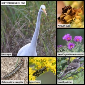 September Week One thumbnail