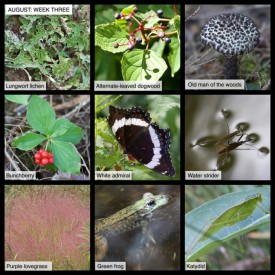 August nature thumbnail
