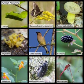 August Nature thumbnail