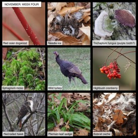 November nature thumbnail
