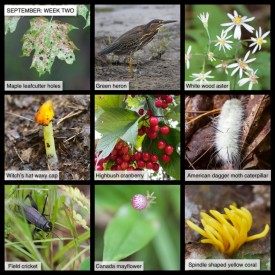 September nature thumbnail