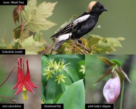 TWITW_June_Week_Two_2026_Collage.jpg thumbnail