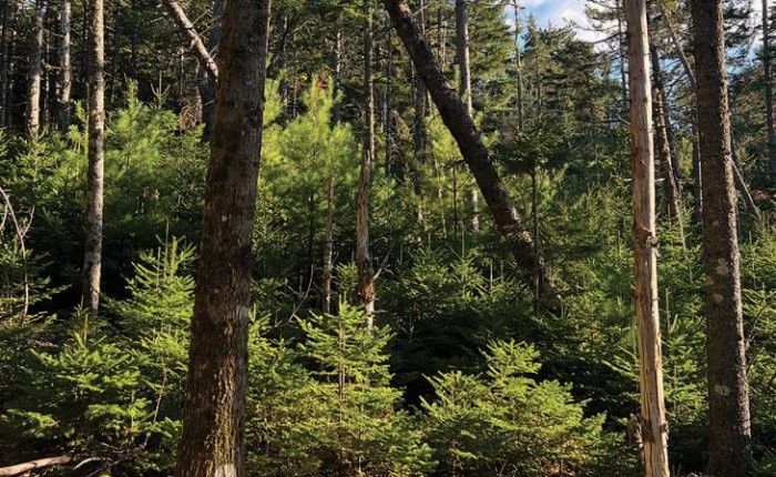 Understory reinitiation phase thumbnail