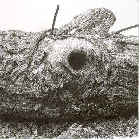 White Oak thumbnail