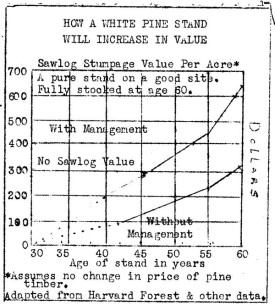 white_pine_chart.jpg thumbnail