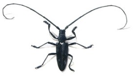 Whitespotted_Sawyer_.jpg thumbnail