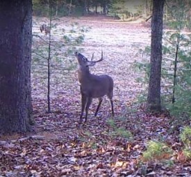 whitetail_rut_web.jpg thumbnail