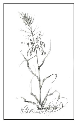 wild_rice_web.jpg thumbnail