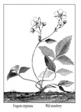 Wild_strawberry.jpg thumbnail