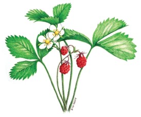 Wild strawberries thumbnail