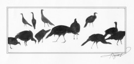 wild_turkeys.jpg thumbnail
