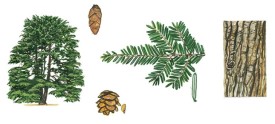 win17_tree_ID_1.jpg thumbnail