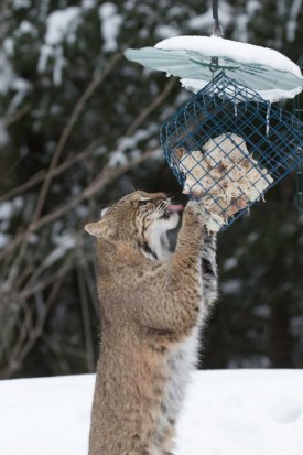 Bobcat thumbnail