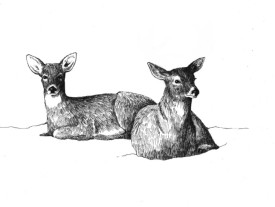 Winter_Deeryards.jpg thumbnail