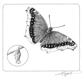 winter_insects.jpg thumbnail