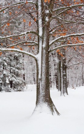 Winter oak thumbnail