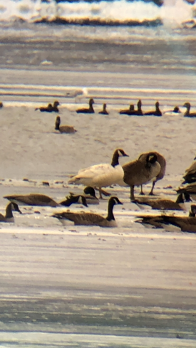 wit-loose-goose.png thumbnail