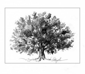 witness_tree.jpg thumbnail