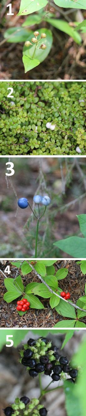 WITWIT_berries_aug7.jpg thumbnail