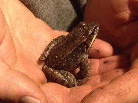 wood-frog-blog-post.jpg thumbnail
