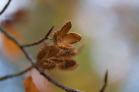 WOOD_AUT11_13.jpg thumbnail