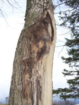 woodswise_pic.jpg thumbnail