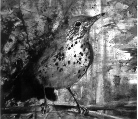 woodthrush_2.jpg thumbnail