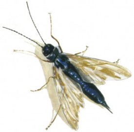 woodwasp.jpg thumbnail