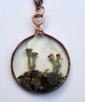 Lichens thumbnail