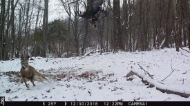 WV-GOEA-and-deer.jpg thumbnail