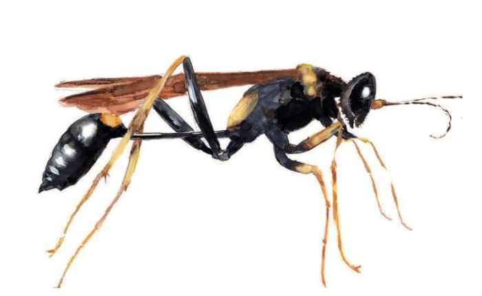 Yellow legged wasp thumbnail