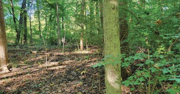 Techniques for Controlling Burning Bush by Lauren DiCarlo | Knots