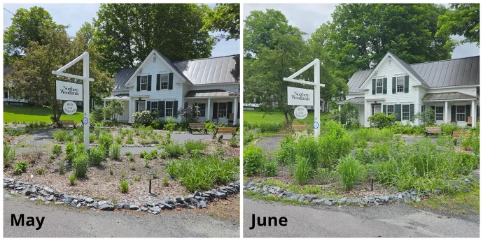 Pollinator garden