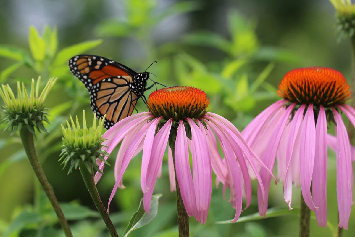 Monarch on flower