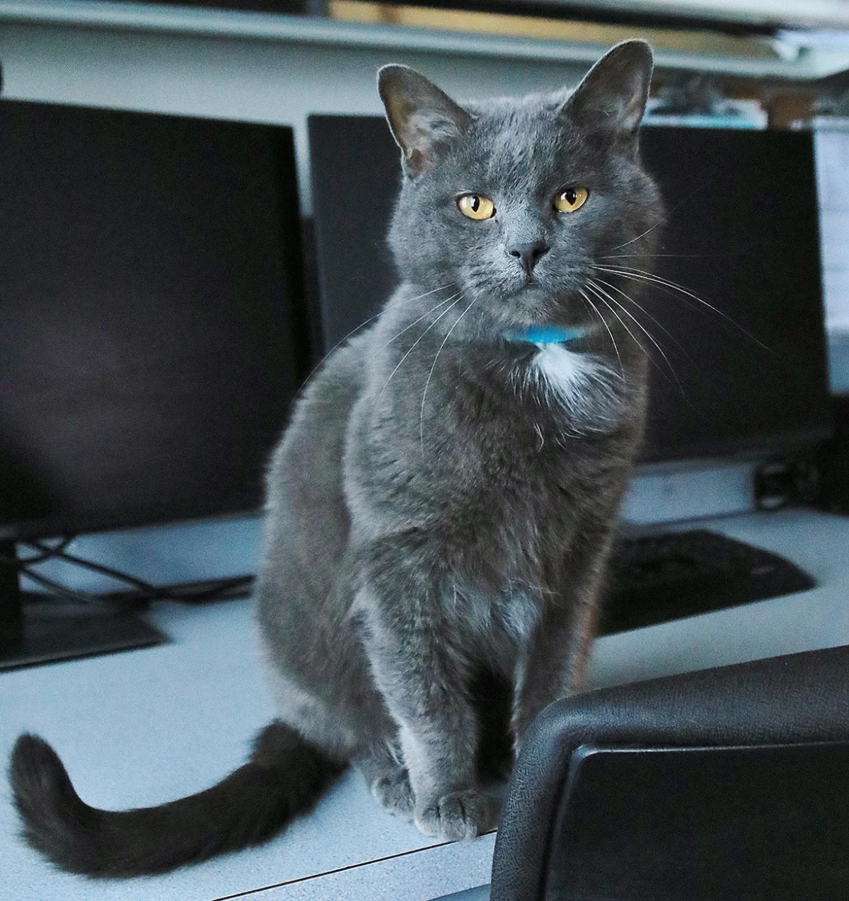 Nimbus kitty