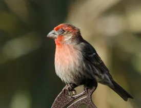 1_avian_infection.jpg thumbnail