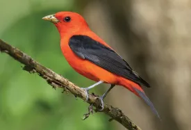Breeding plumage thumbnail