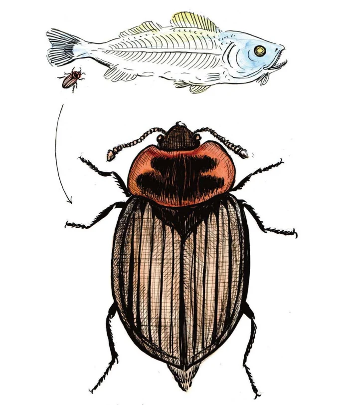 Carrion beetle
