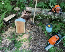 Wood bowl harvest thumbnail