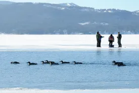 Loon rescue thumbnail