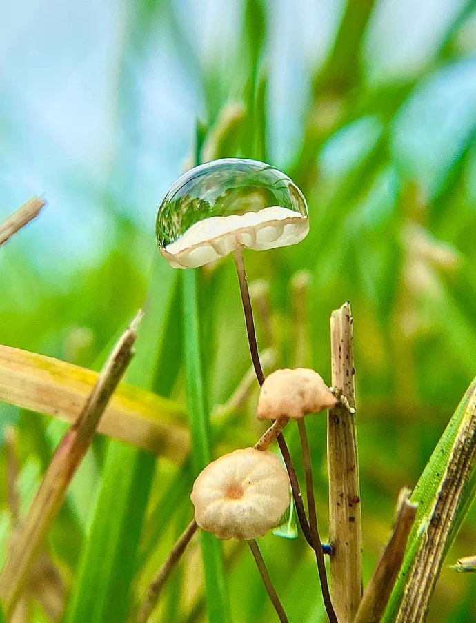 Marasmius