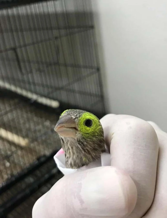 2_house_finch.jpg