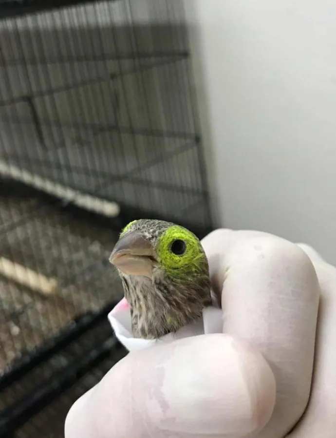 2_house_finch.jpg