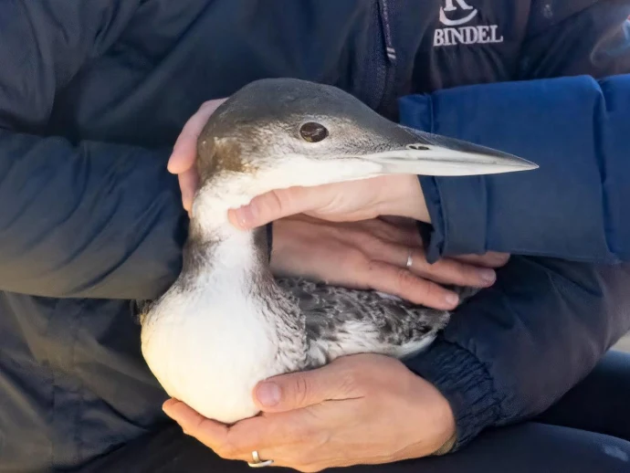 Holding loon