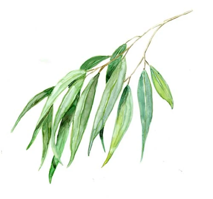 2_willow-branch-lr.jpg