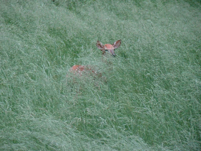 Fawn