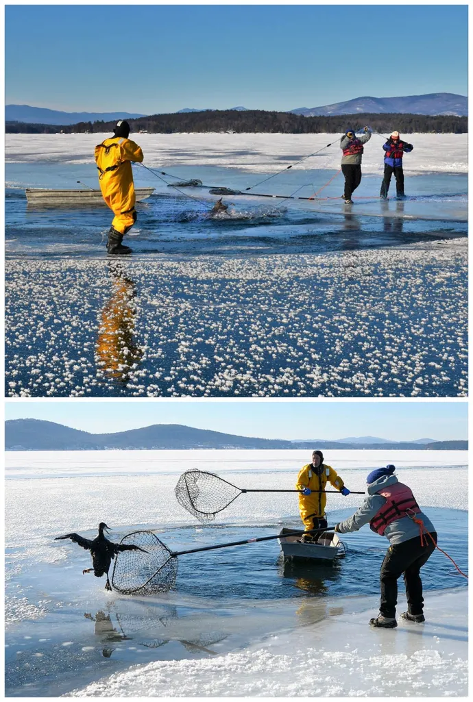 Helping loons