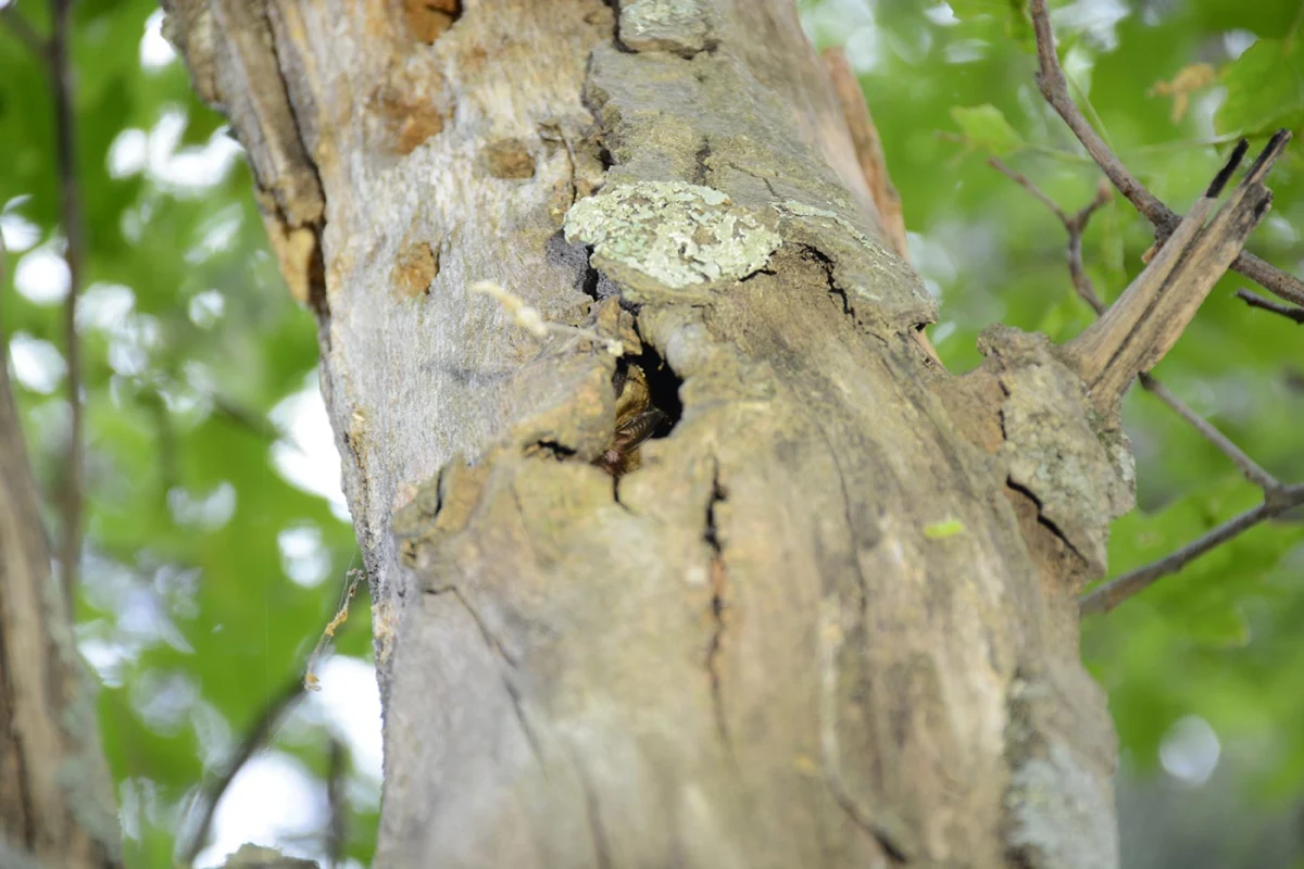 Red maple snag