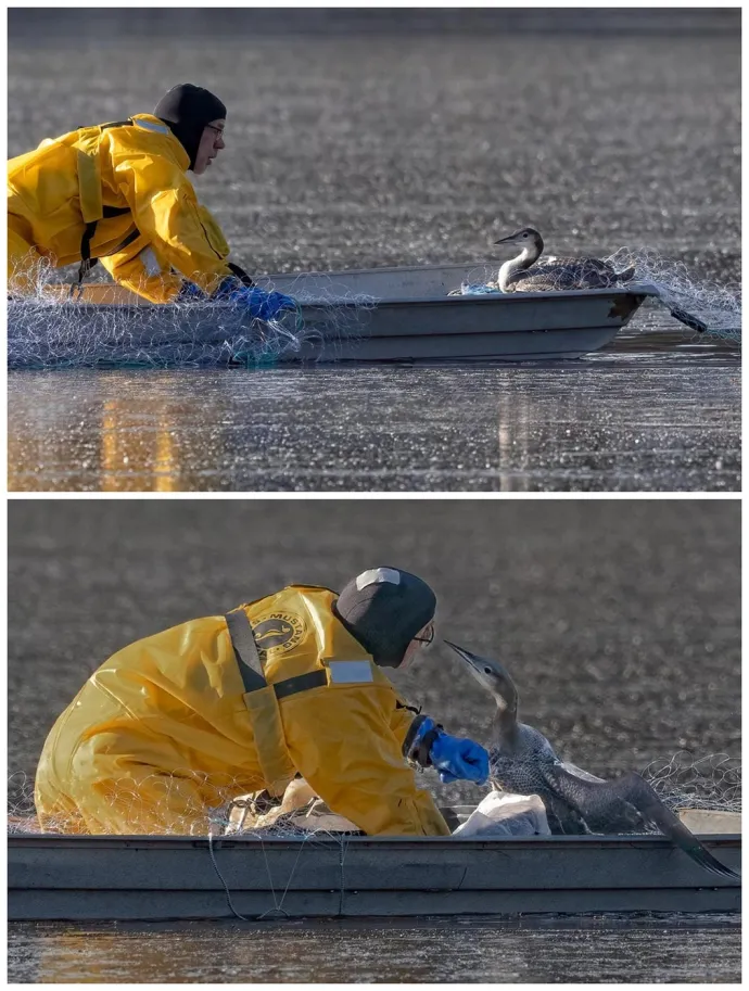 Loon rescue